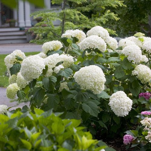 Hydrangea arborescens - Proven Winners® Incrediball® Smooth Hydrangea