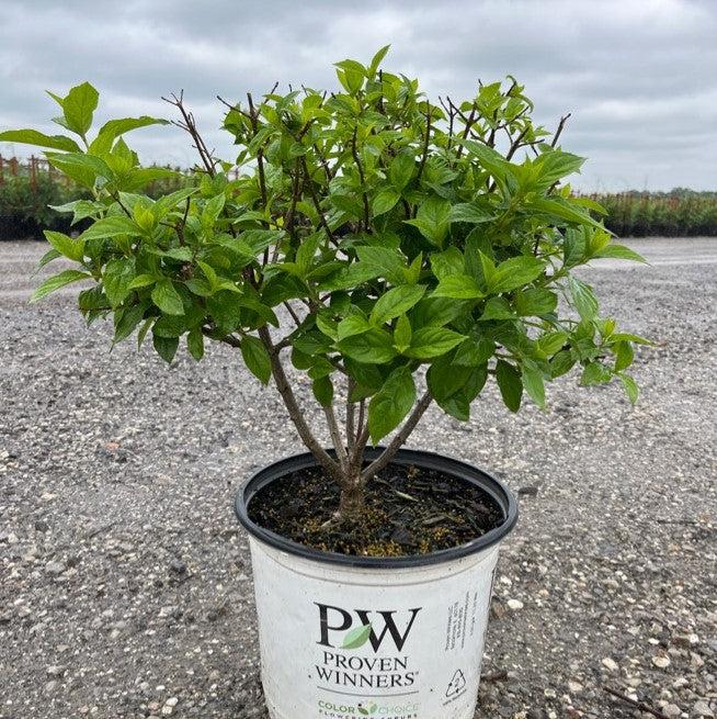 Hydrangea paniculata - Proven Winners® Limelight® Hydrangea
