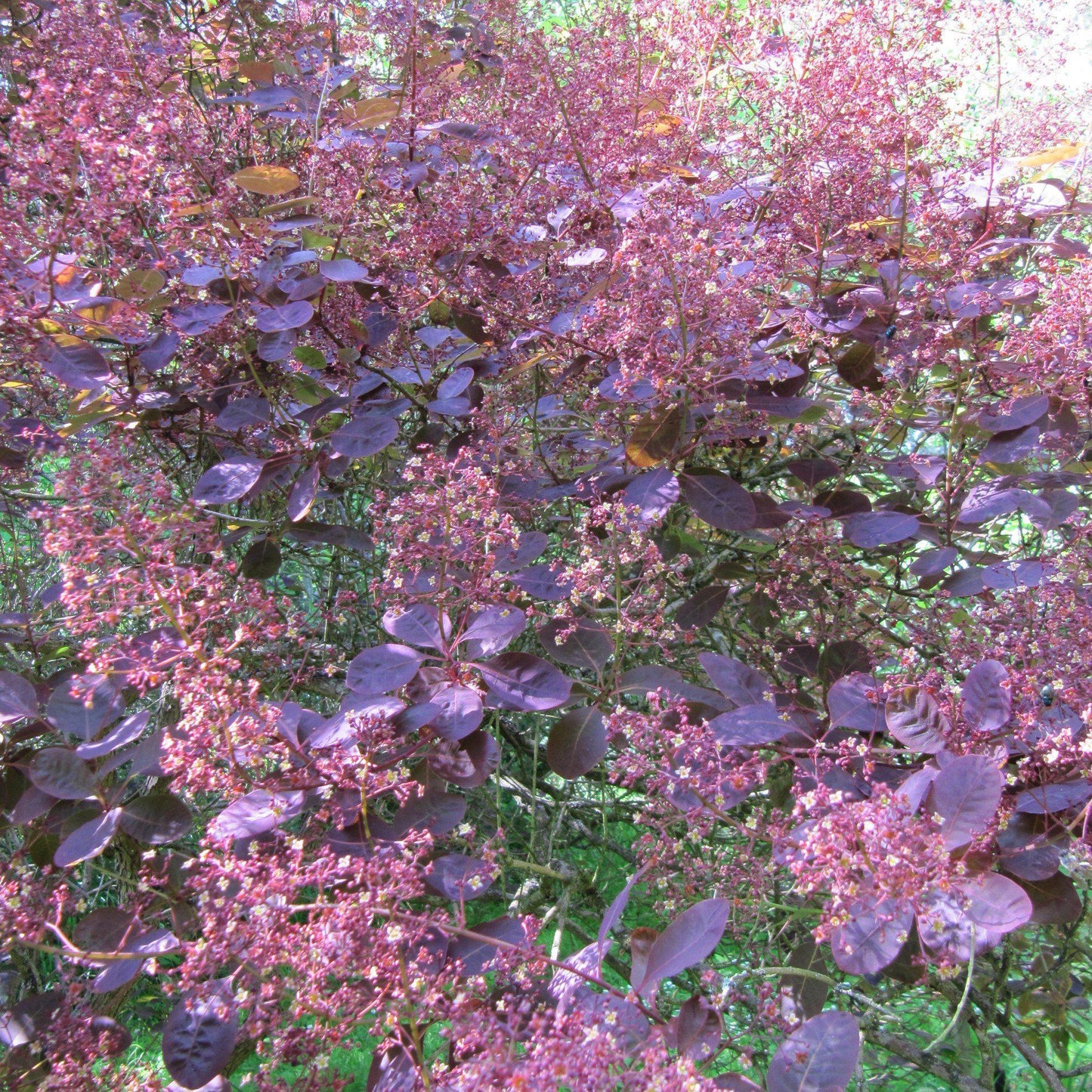 Cotinus coggygria - Royal Purple Smoke Tree