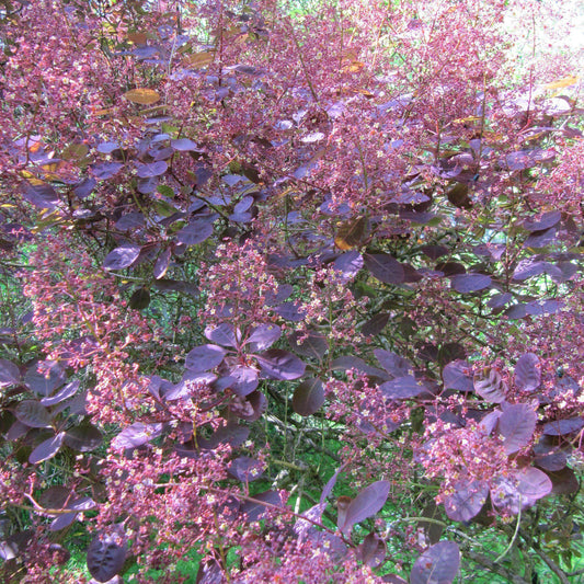 Cotinus coggygria - Royal Purple Smoke Tree