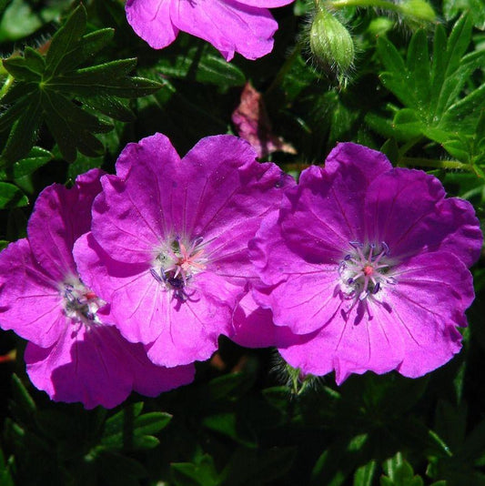 Geranium sanguineum - Max Frei Bloody Cranesbill