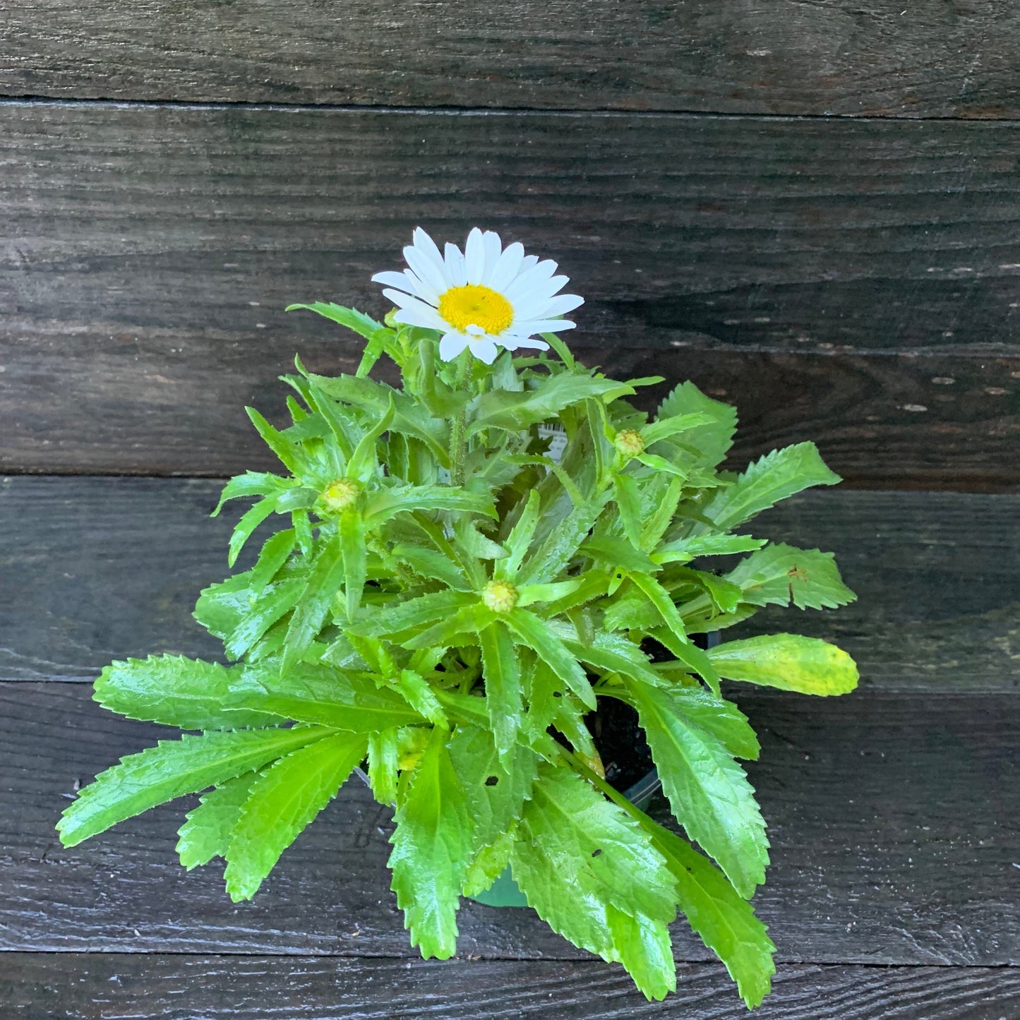 Leucanthemum x superbum - Snowcap Shasta Daisy