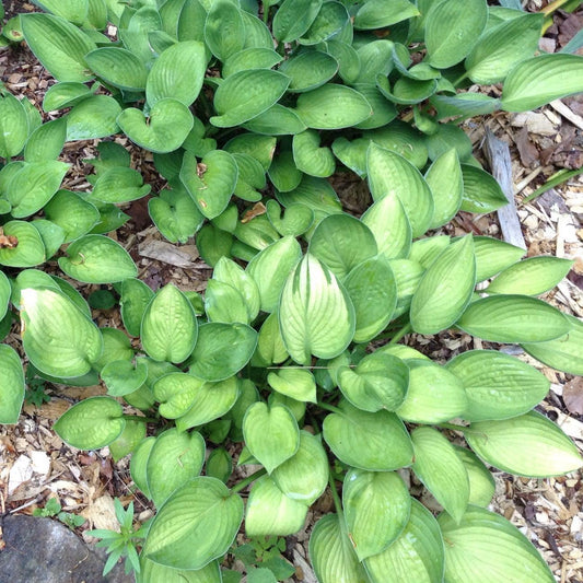 Hosta x - Gold Standard Hosta