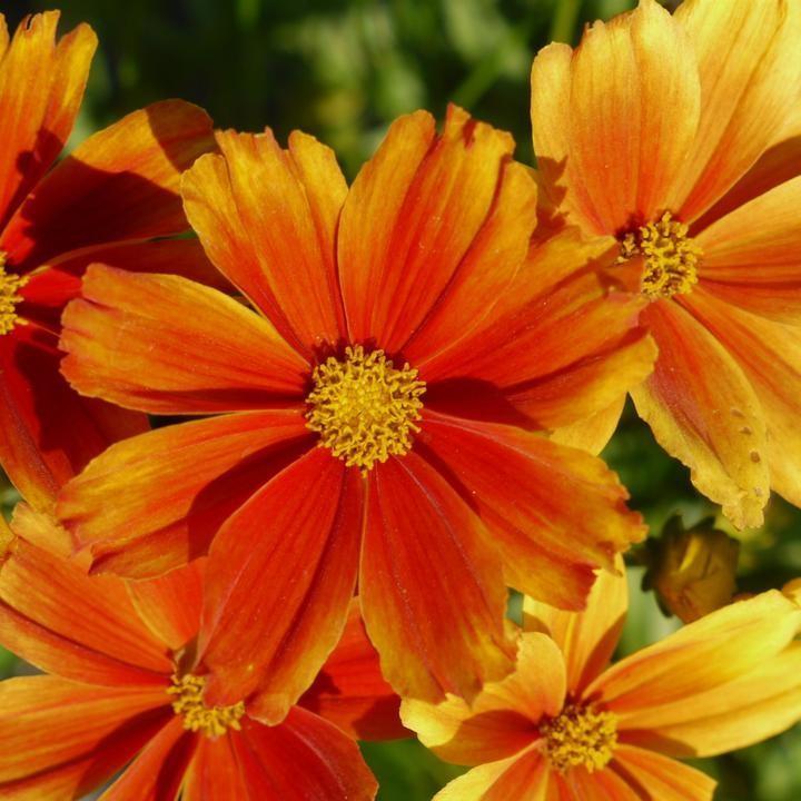 Coreopsis x - Lil' Bang™ Darling Clementine Tickseed