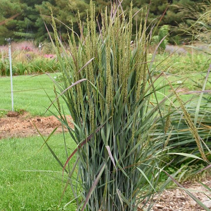 Panicum virgatum - Prairie Winds® Blue Spear Switch Grass