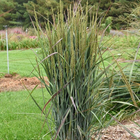 Panicum virgatum - Prairie Winds® Blue Spear Switch Grass