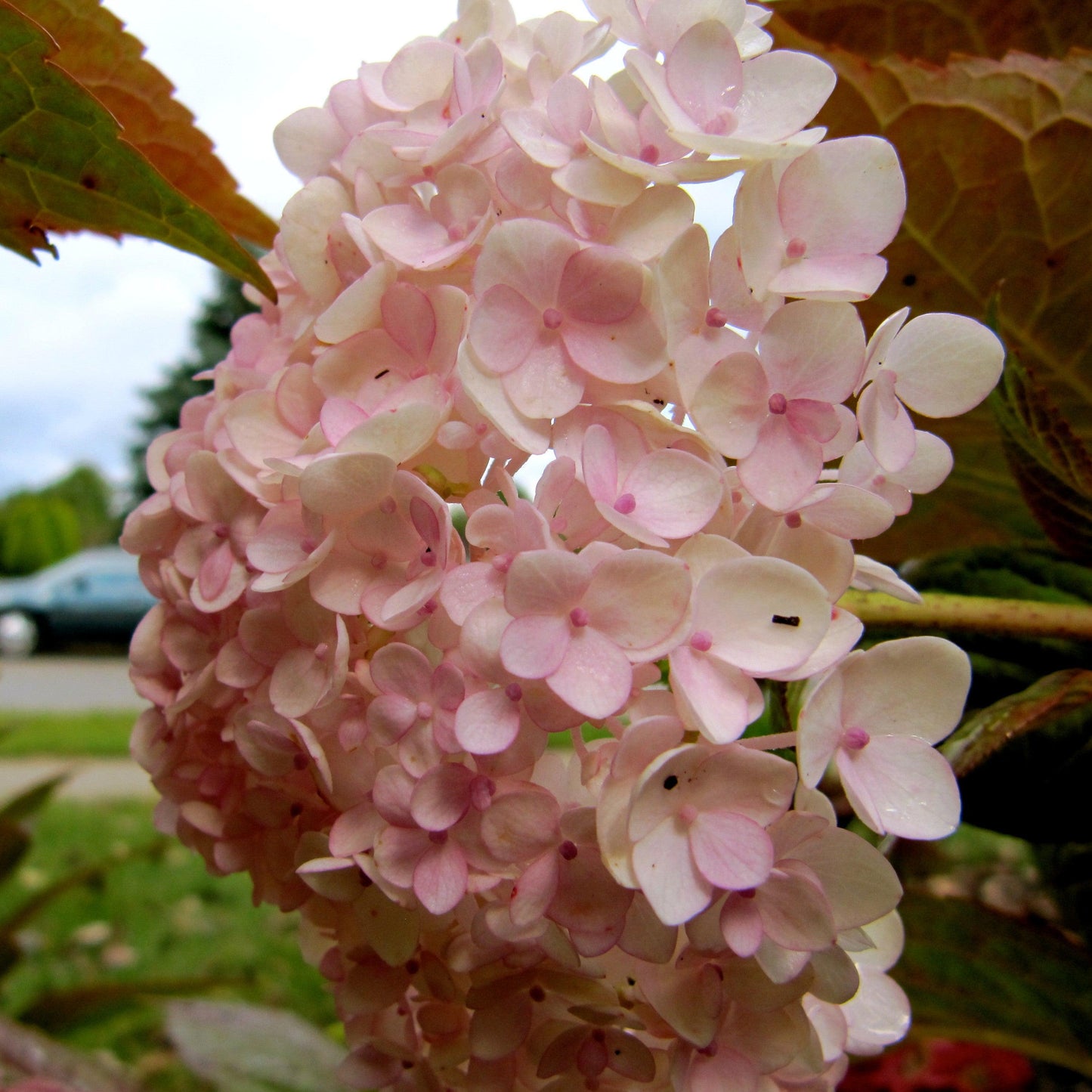 Hydrangea macrophylla - Endless Summer® Blushing Bride® Hydrangea
