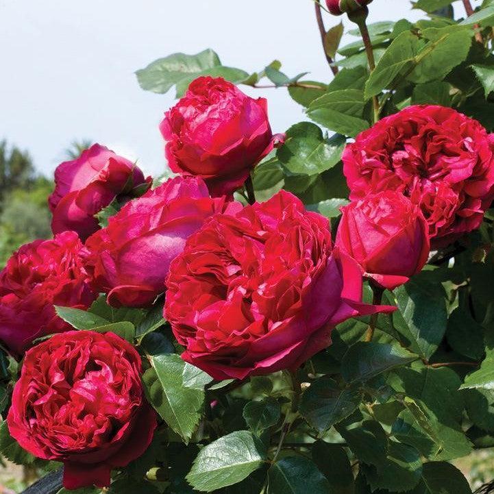 Rosa - Eden Climber® Red Rose
