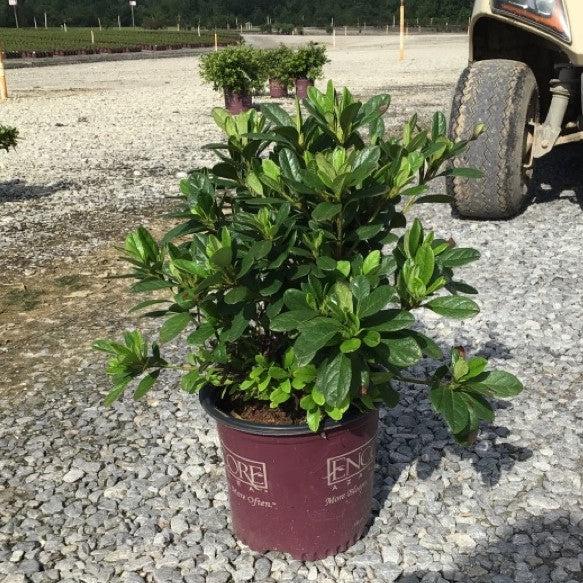 Encore® Autumn Sunburst™ Azalea