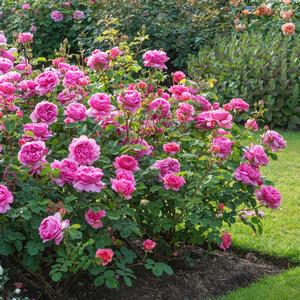 Rosa - Princess Alexandra of Kent Rose