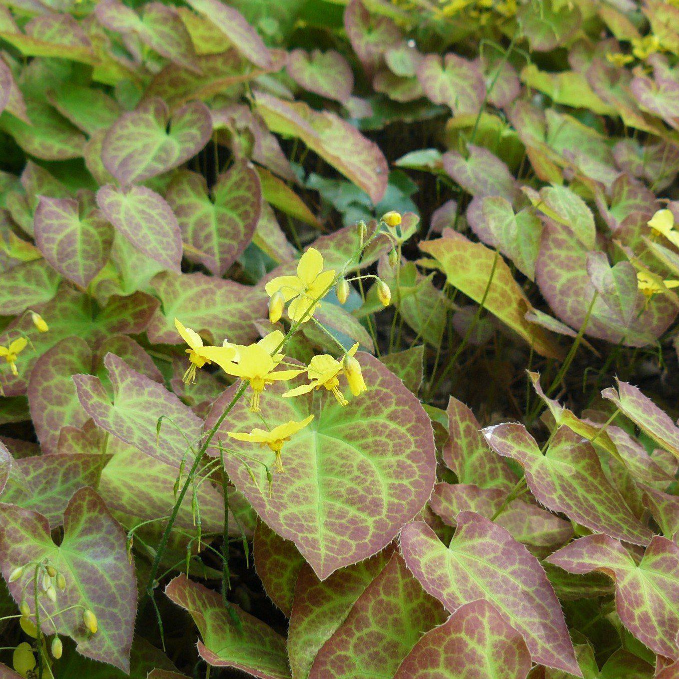 Epimedium versicolor - Sulphureum Bishop's Hat