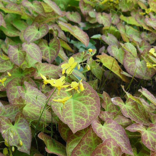Epimedium versicolor - Sulphureum Bishop's Hat