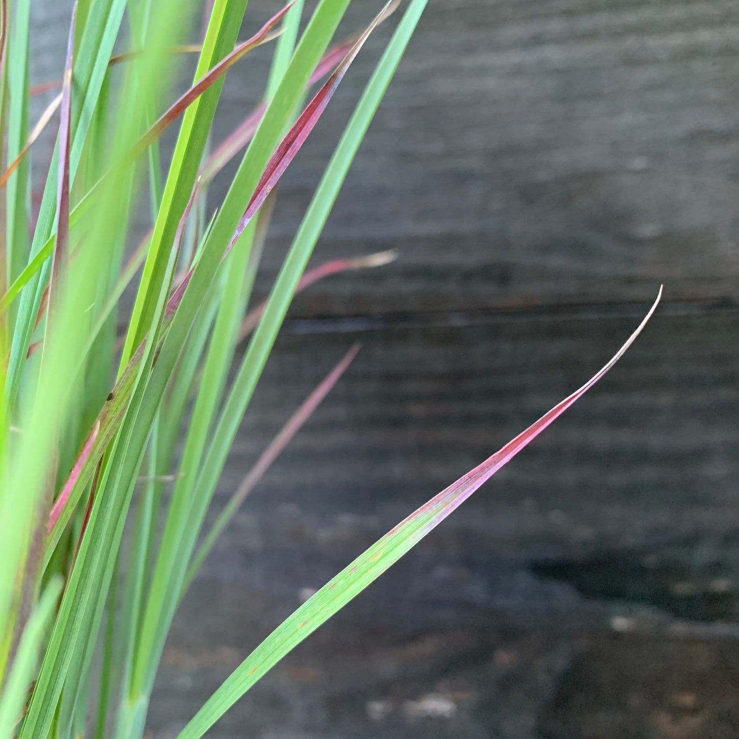 Schizachyrium scoparium - Standing Ovation Little Bluestem