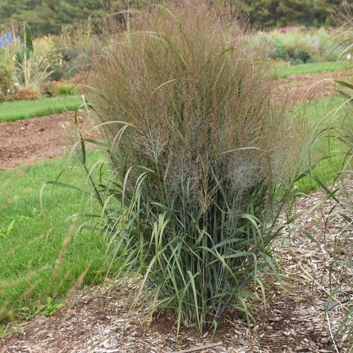 Panicum virgatum - Prairie Winds® October Sky Switch Grass
