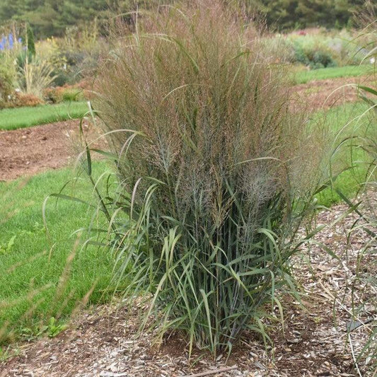 Panicum virgatum - Prairie Winds® October Sky Switch Grass