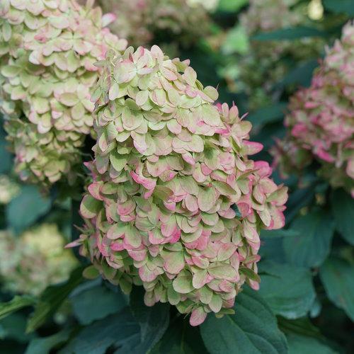 Hydrangea paniculata - Proven Winners® Limelight Prime® Hydrangea