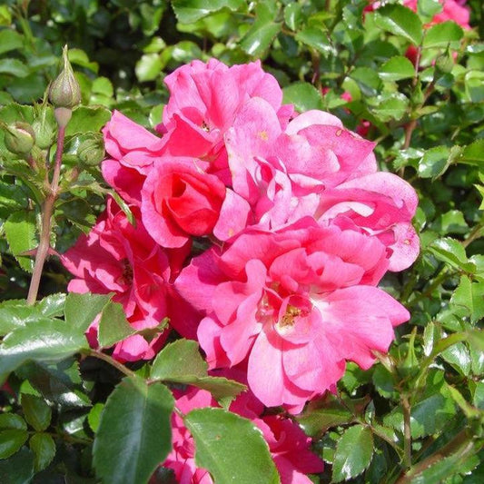 Rosa x - Flower Carpet® Pink Rose