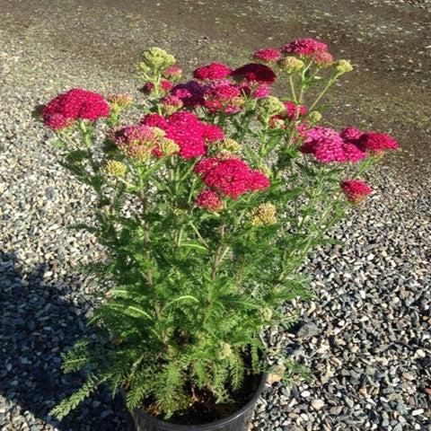 Achillea millefolium - Strawberry Seduction Yarrow