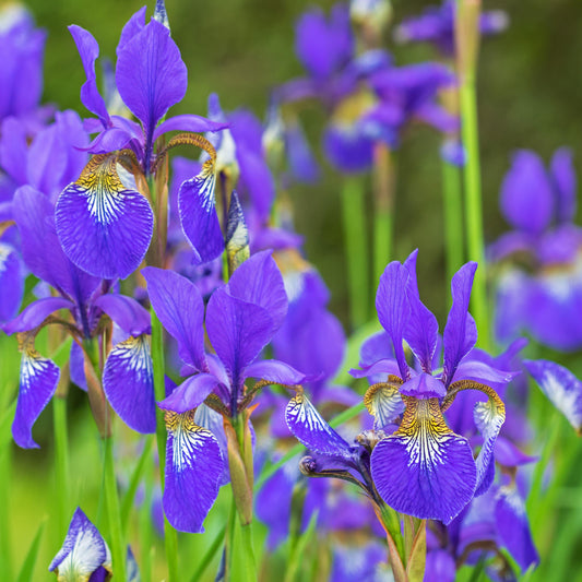 Iris sibirica - Caesar's Brother Siberian Iris