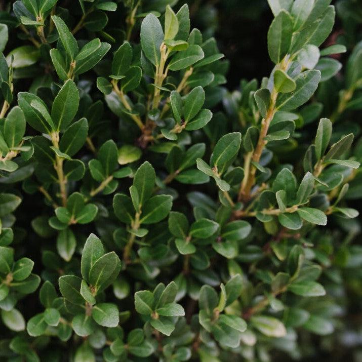 First Editions® Chubby Hubby™ Japanese Holly