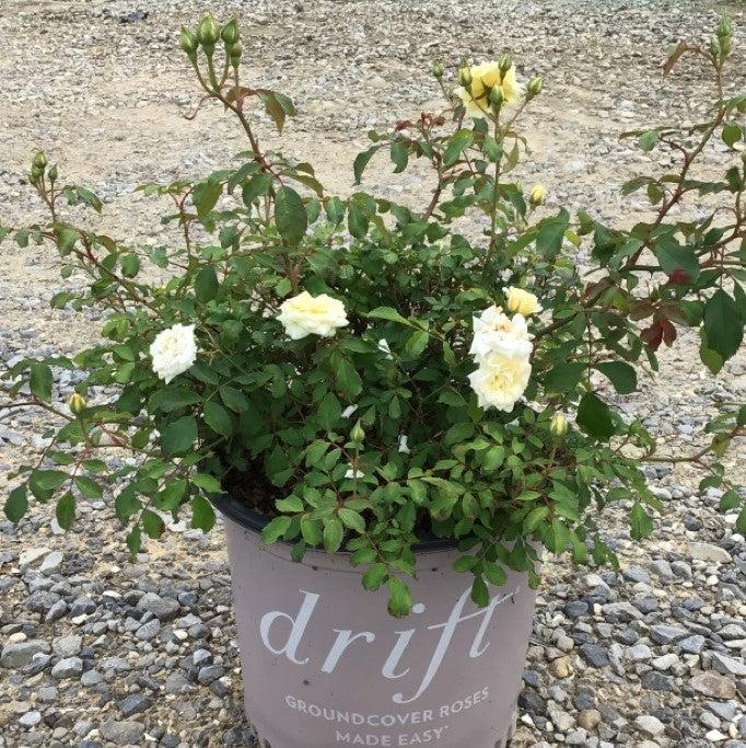 Rosa 'Meizorland’ - White Drift® Rose