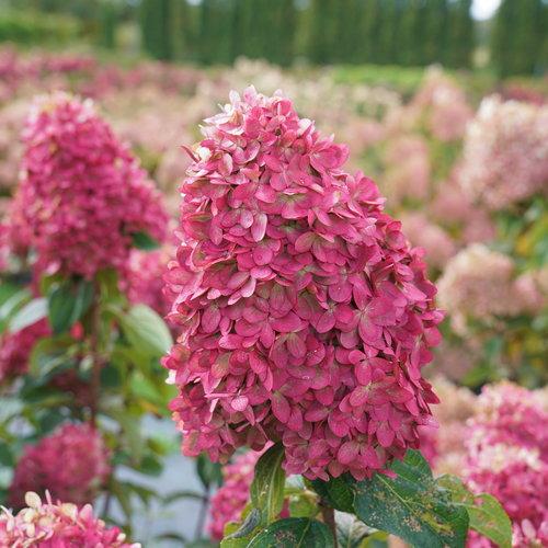 Hydrangea paniculata - Proven Winners® Limelight Prime® Hydrangea