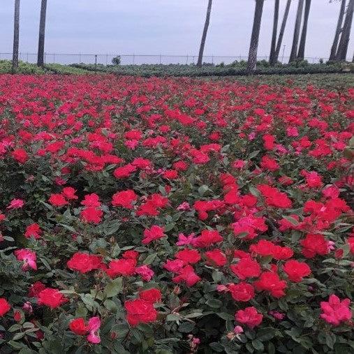 Rosa - Knock Out® Shrub Rose, Red