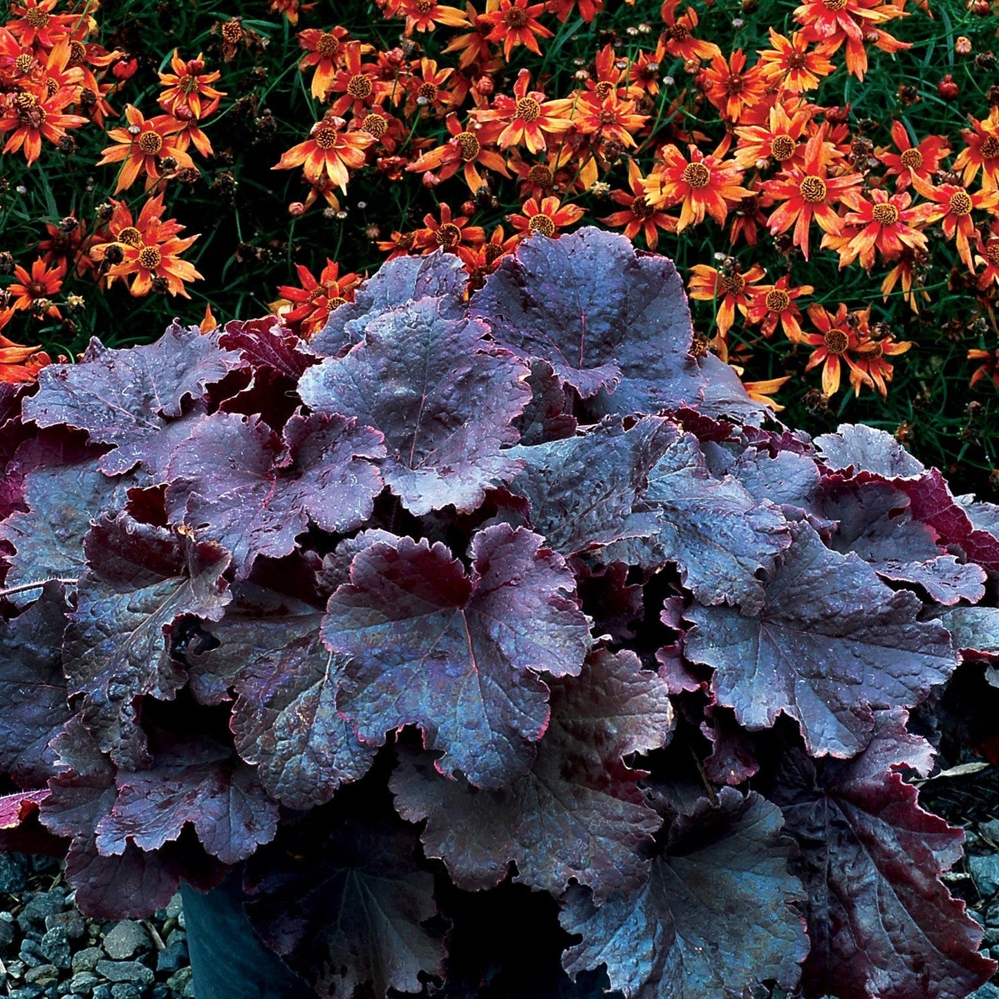 Heuchera - Northern Exposure™ Black Heuchera