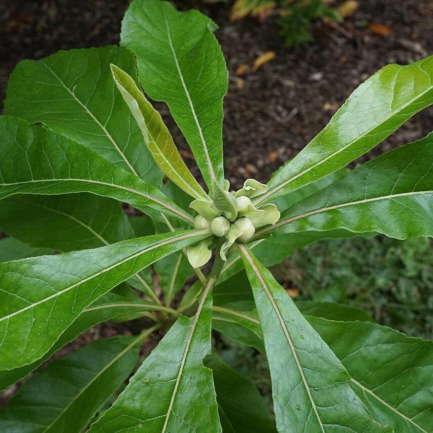 Franklinia alatamaha  - Franklin Tree