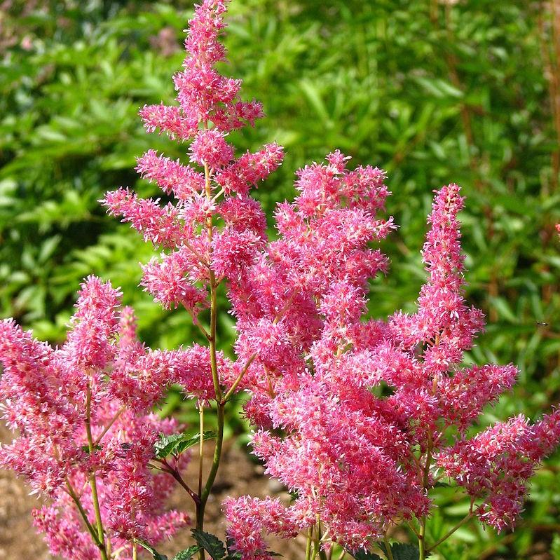 Astilbe japonica - Rheinland Japanese Astilbe