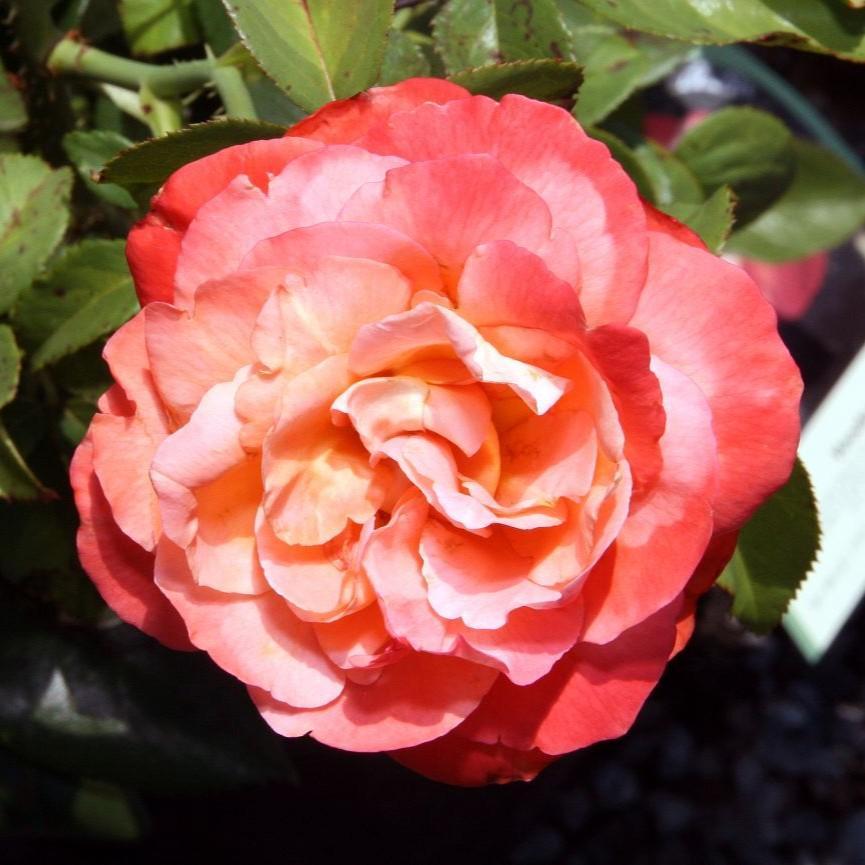 Rosa 'Aromiclea'  - Voodoo Rose