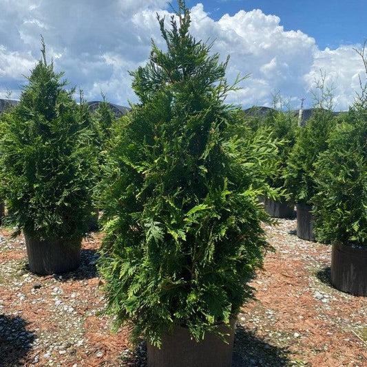 Thuja standishii x plicata - Green Giant Arborvitae