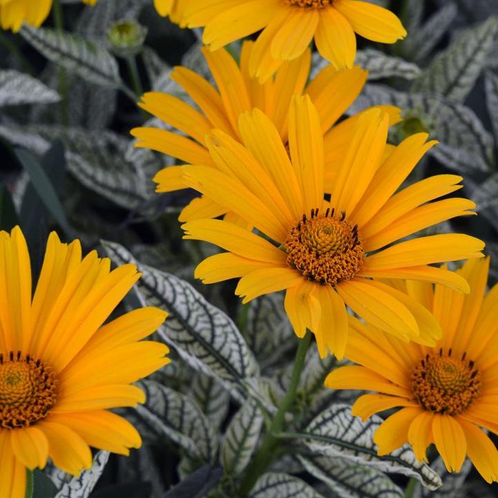 Heliopsis helianthoides  - Sunstruck False Sunflower
