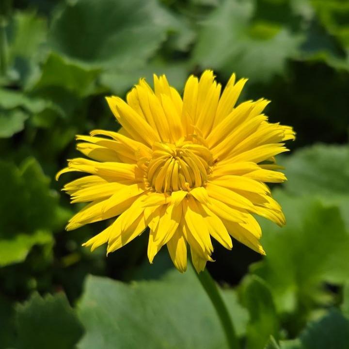Doronicum orientale  - Leonardo™ Compact Leopard's Bane