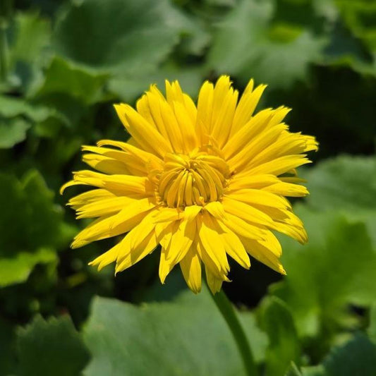 Doronicum orientale  - Leonardo™ Compact Leopard's Bane