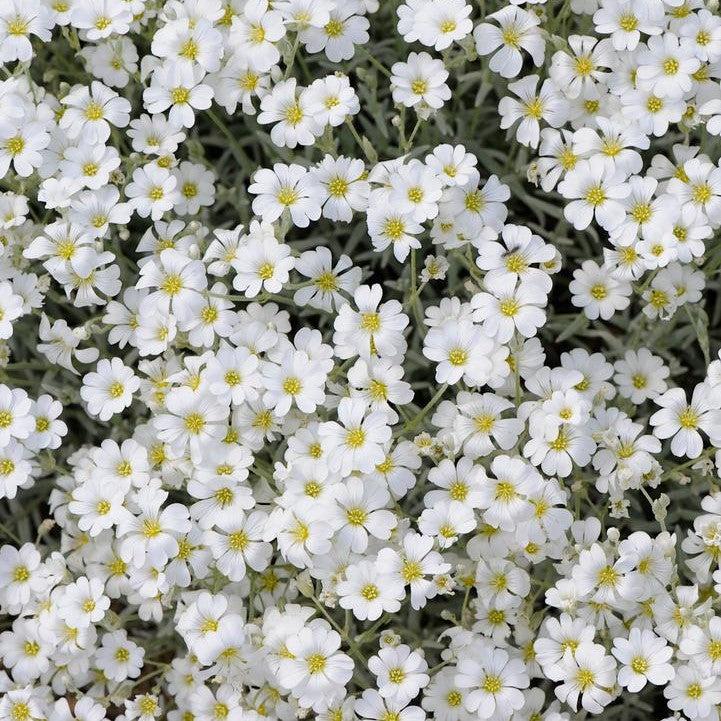 Cerastium tomentosum - Yo Yo Snow in Summer