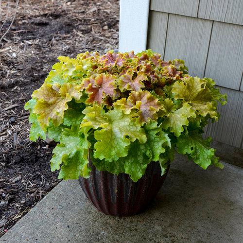 Heuchera - PW® Dolce® Apple Twist Heuchera