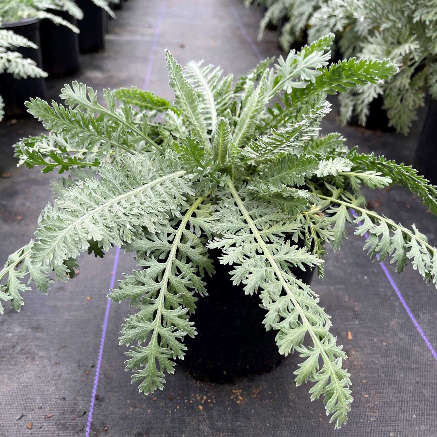 Achillea x 'Moonshine'  - Moonshine Yarrow