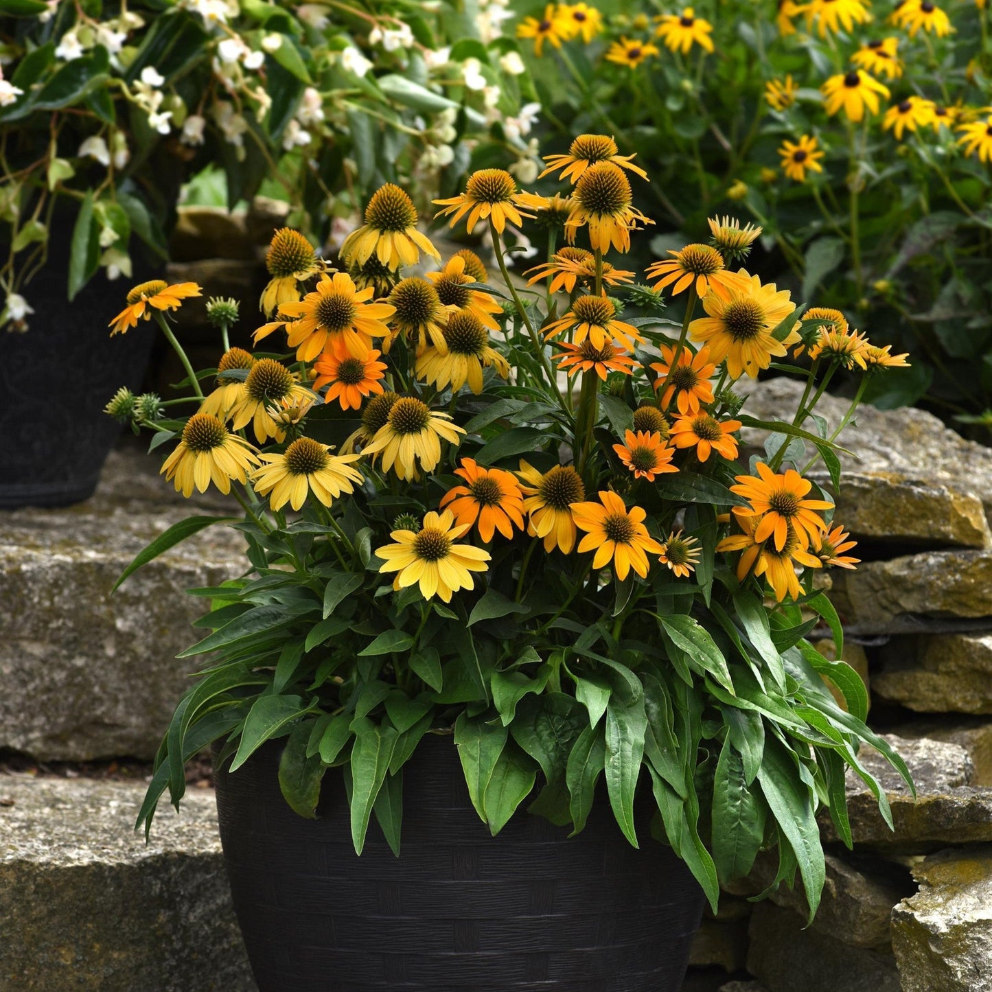 Echinacea - Artisan™ Yellow Ombre Coneflower