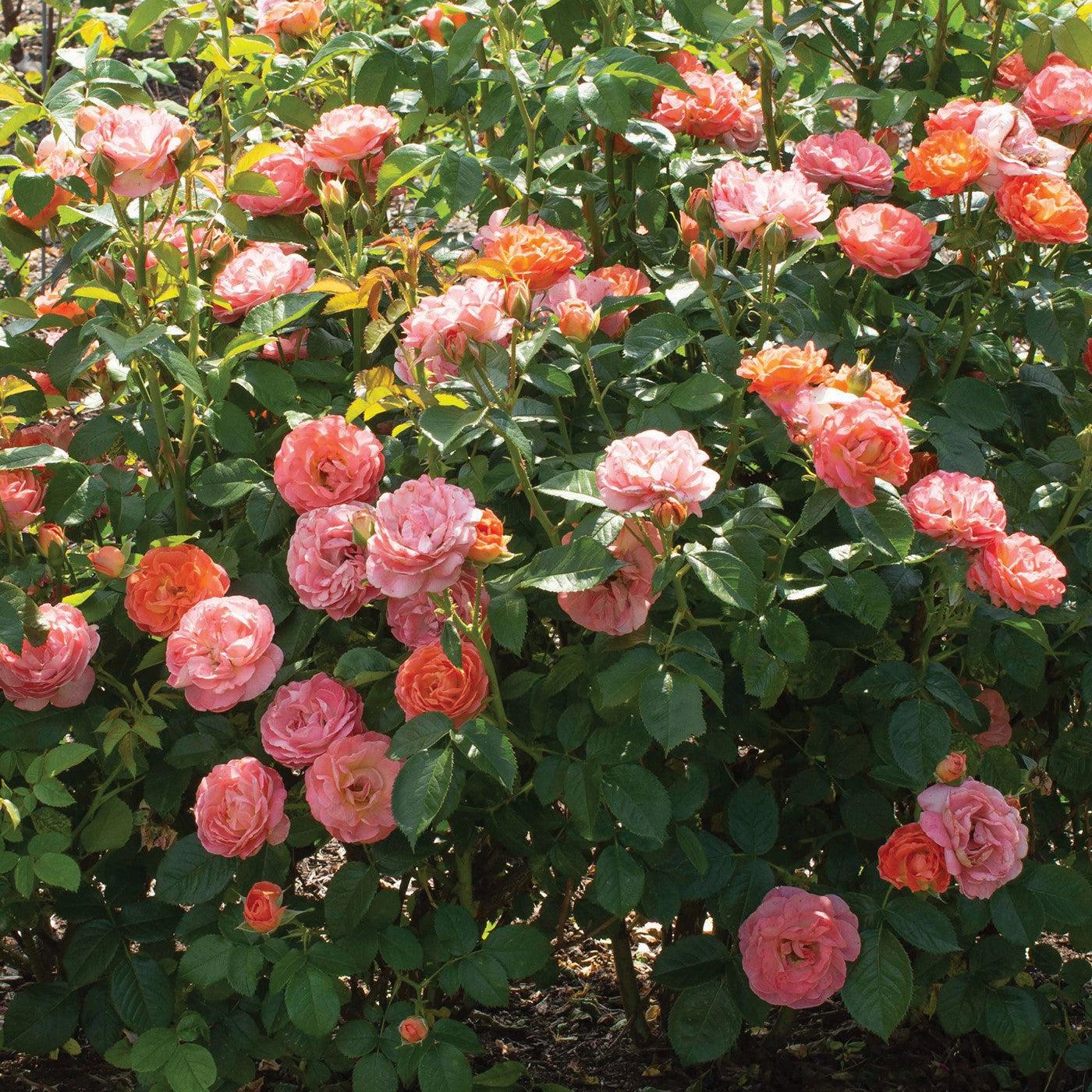 Rosa - Orange Glow™ Knock Out® Rose