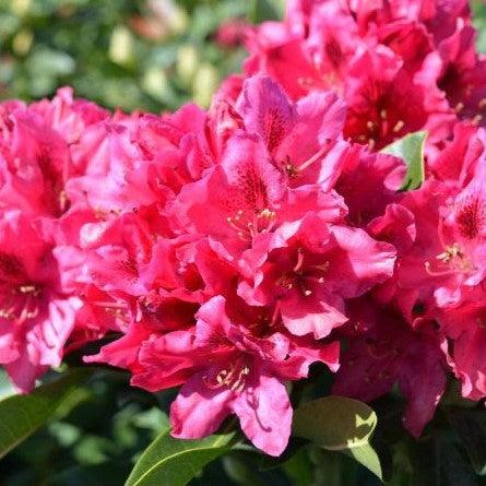 Rhododendron 'Nova Zembla'