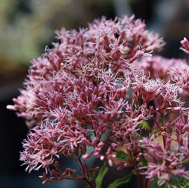 Eutrochium maculatum - Gateway Joe Pye Weed