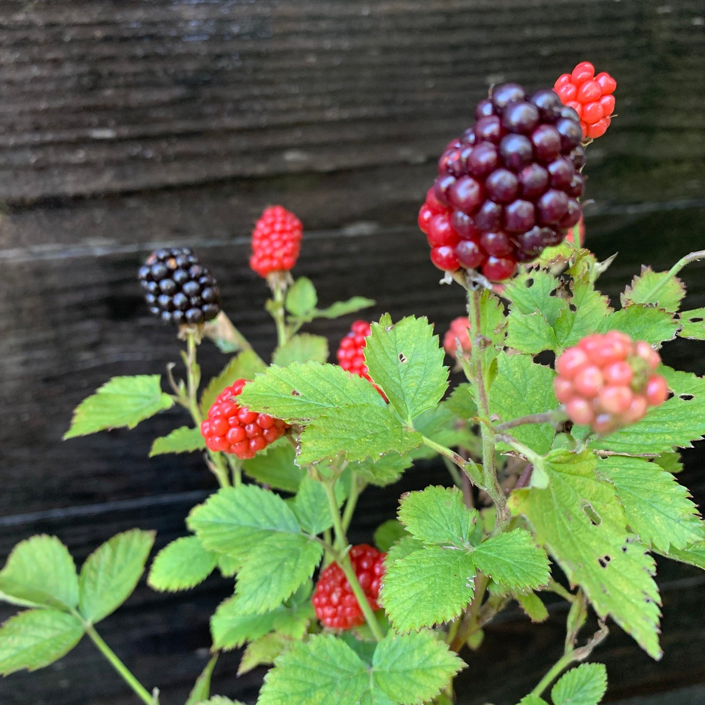 Rubus ulmifolius - Bushel and Berry® Baby Cakes® Thornless Blackberry