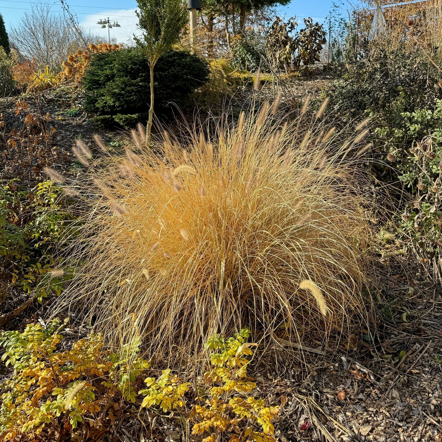 Pennisetum alopecuroides  - Cayenne™ Fountain Grass