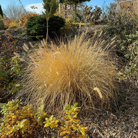 Pennisetum alopecuroides  - Cayenne™ Fountain Grass