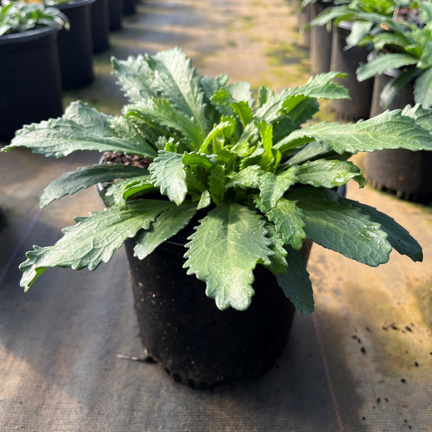 Leucanthemum x superbum - Snowcap Shasta Daisy