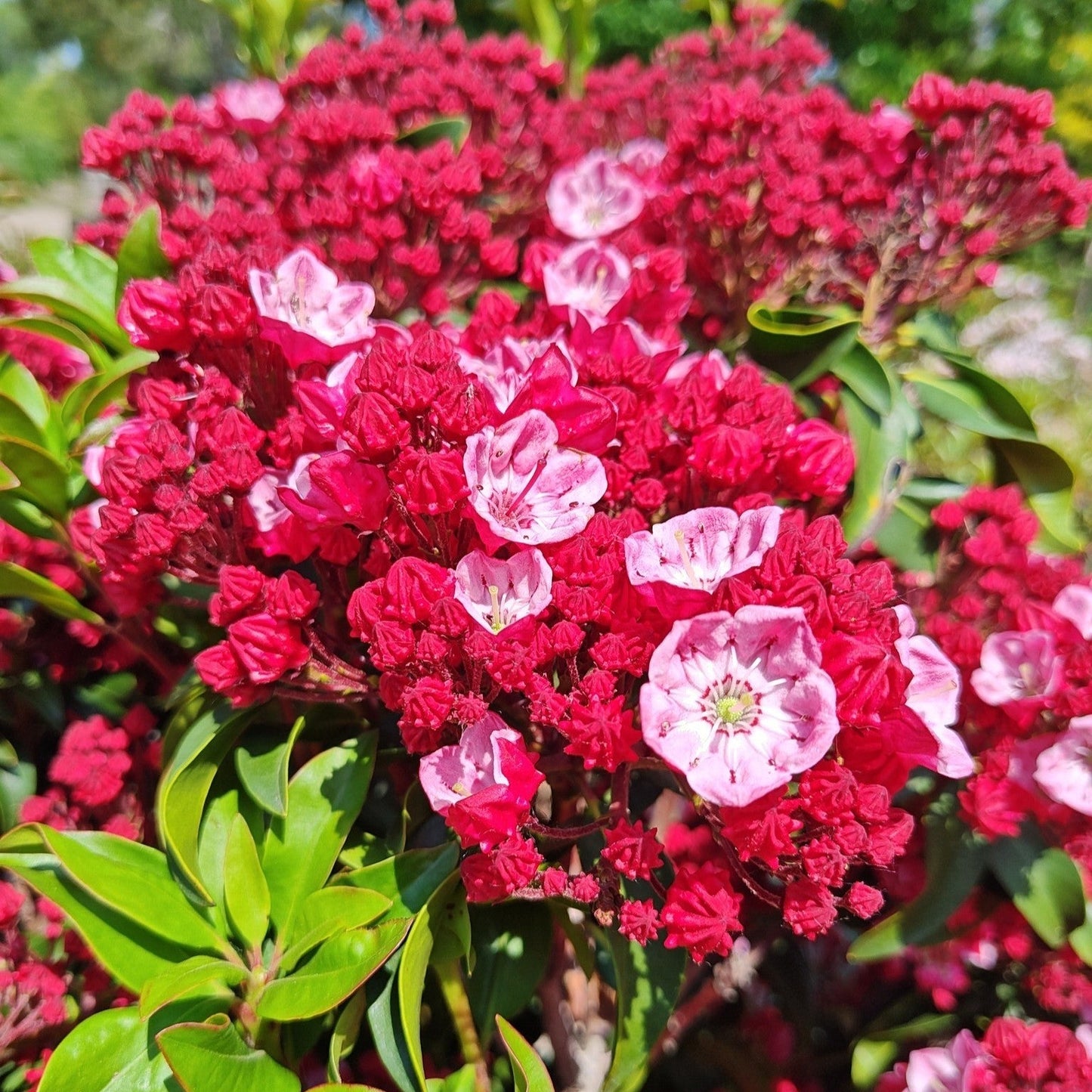 Kalmia latifolia - Firecracker Mountain Laurel