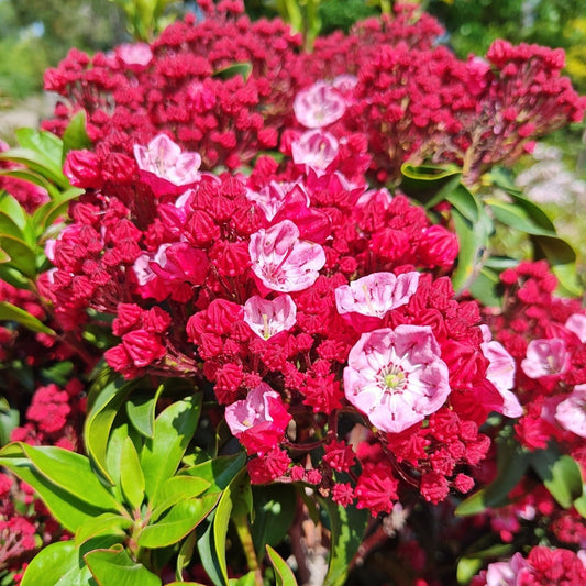 Kalmia latifolia - Firecracker Mountain Laurel