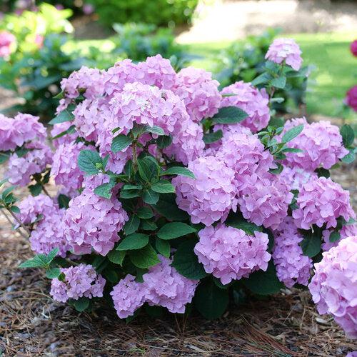 Hydrangea macrophylla × serrata - Let's Dance® Sky View® Hydrangea