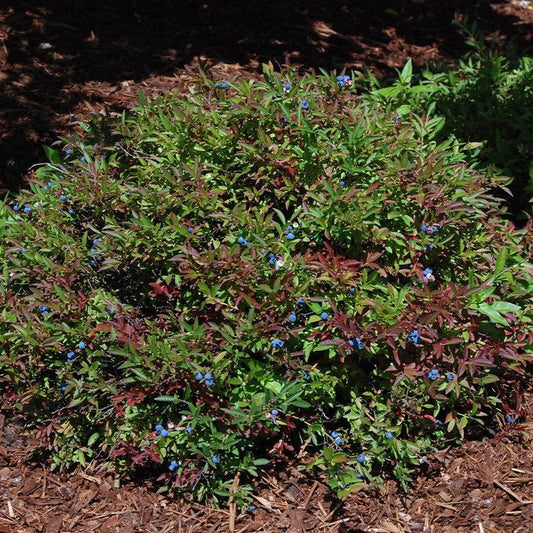Vaccinium angustifolium - Burgundy Lowbush Blueberry